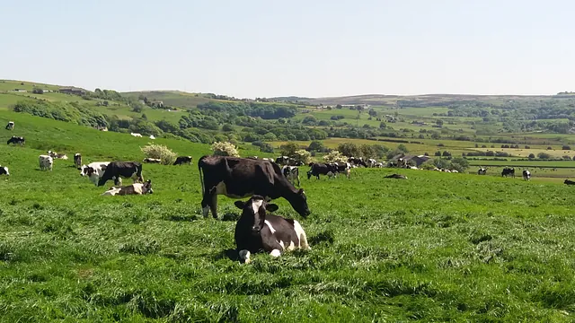 Cow