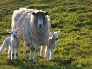 Pulford Farm Dairies