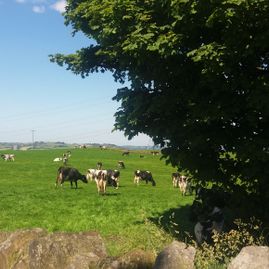 Pulford Farm Dairies
