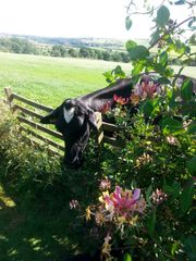 Pulford Farm Dairies